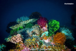 Komodo marine park - the garden by Massimo Giorgetta 